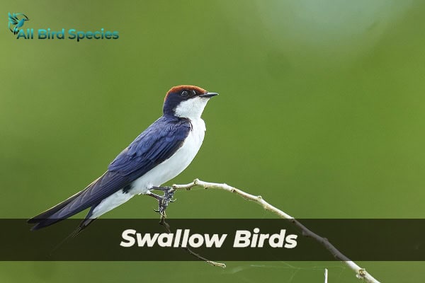 Swallow Birds