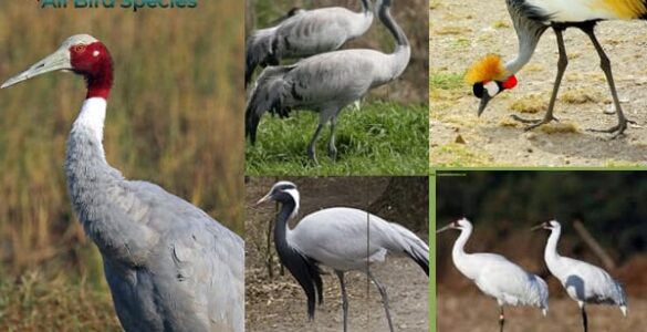 types of cranes birds