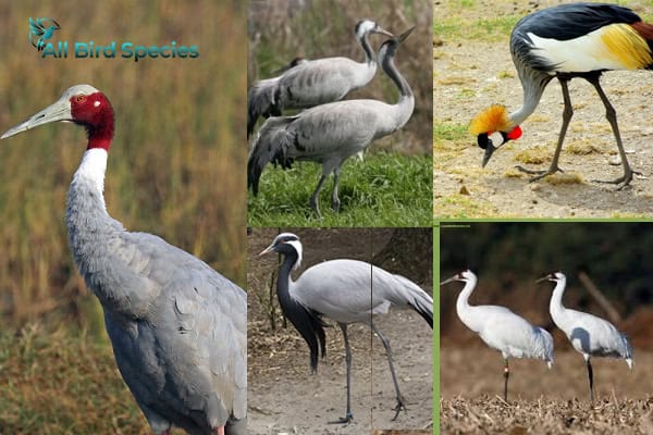 types of cranes birds