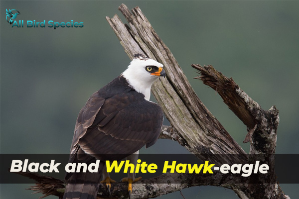 Black and White Hawk-eagle