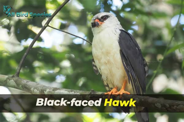 Black-faced Hawk