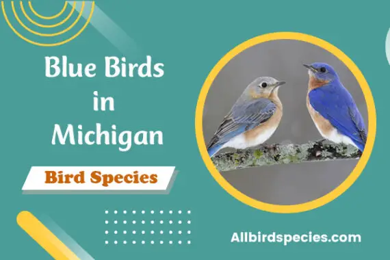 Blue Birds in Michigan Archives - All Bird Species