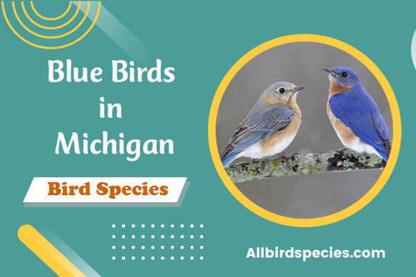 Blue Birds in Michigan