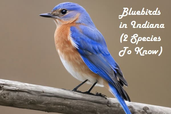 Bluebirds in Indiana