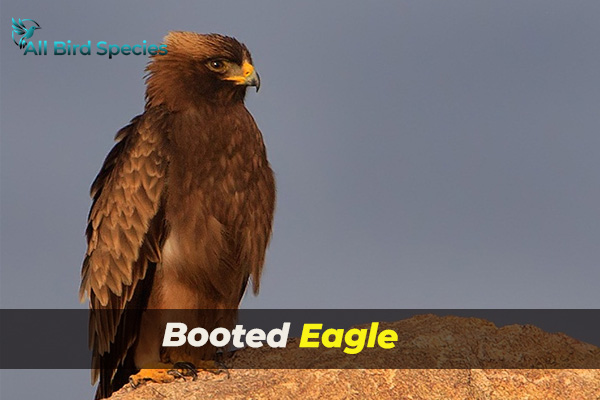 Booted Eagle