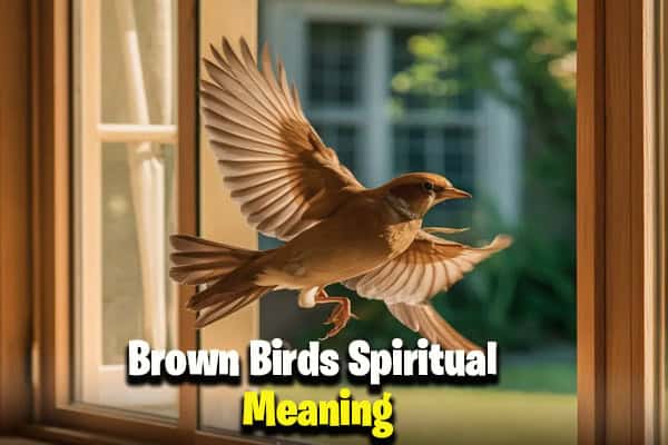 Brown Birds Spiritual Meaning