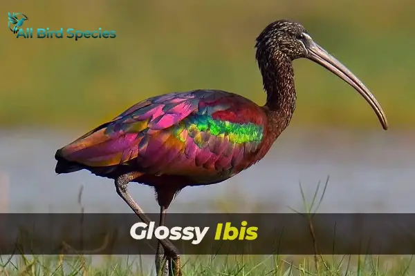 Glossy Ibis