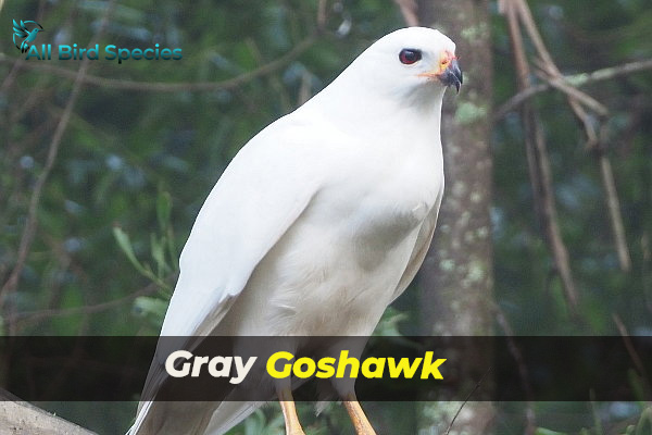 Gray Goshawk