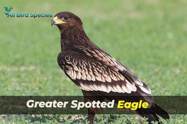 Greater Spotted Eagle