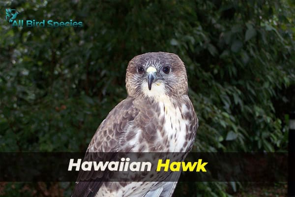 Hawaiian Hawk