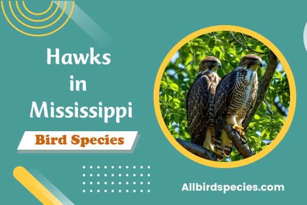 Hawks in Mississippi