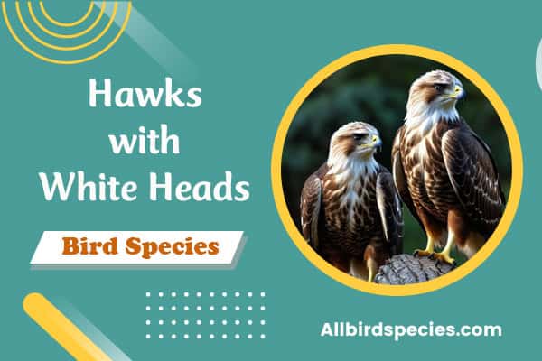 Hawks with White Heads