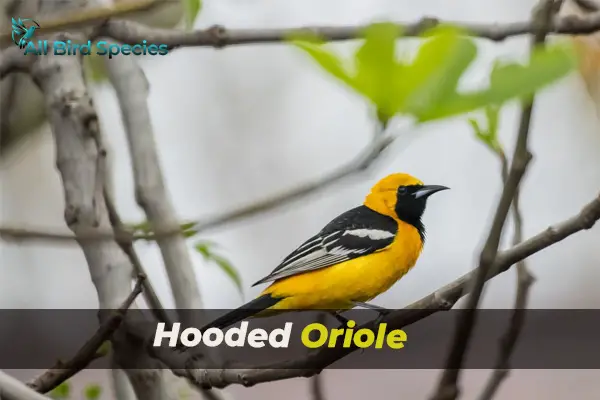 Hooded Oriole