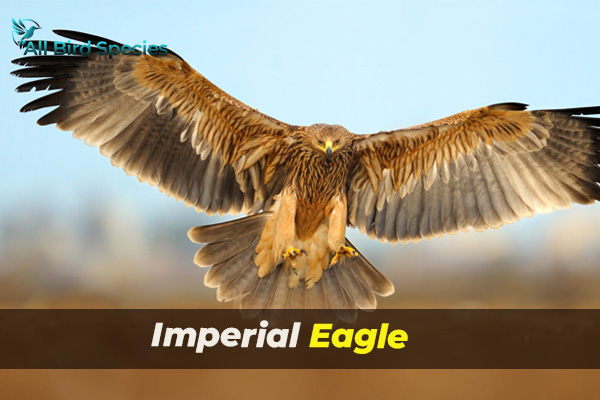 Imperial Eagle