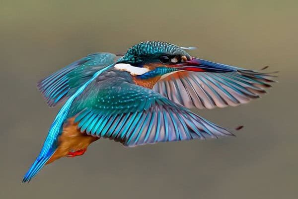 Kingfisher Bird