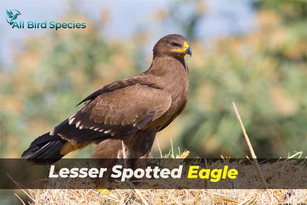 Lesser Spotted Eagle