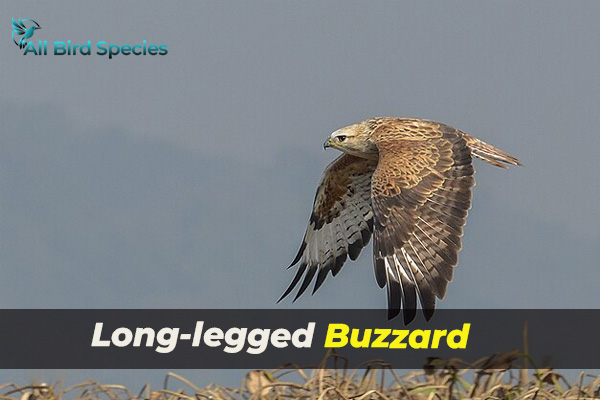 Long-legged Buzzard