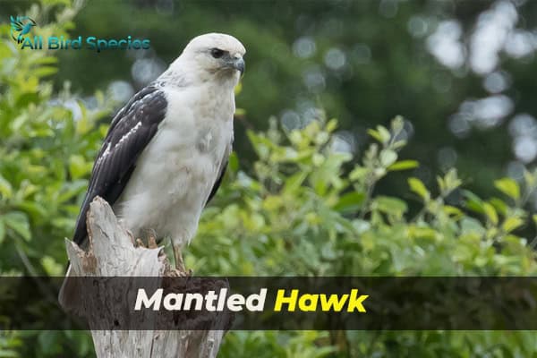 Mantled Hawk