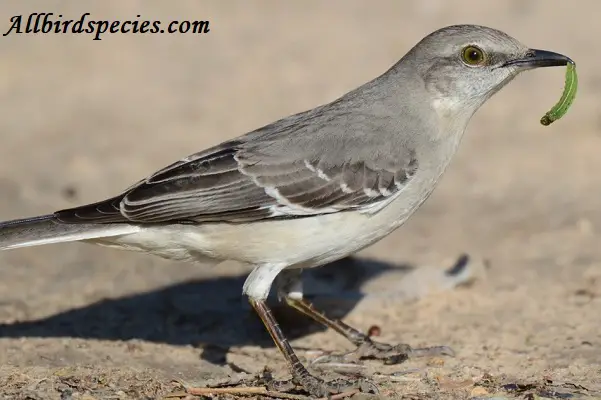 Northern Mockingbird