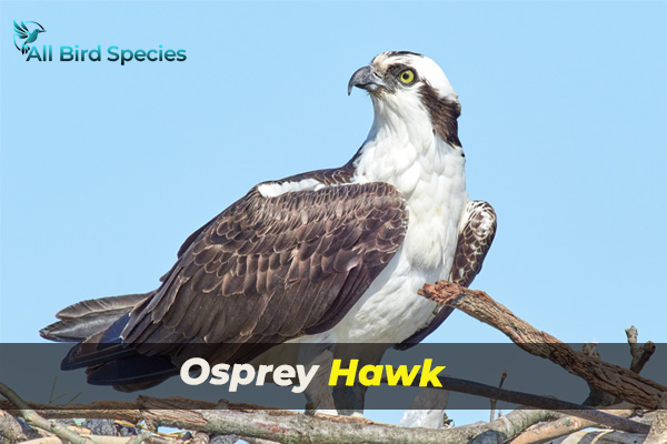 Osprey Hawk