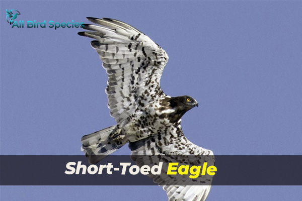 Short-Toed Eagle