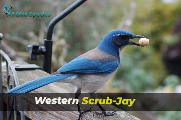 Western Scrub-Jay