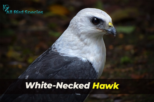 White-Necked Hawk