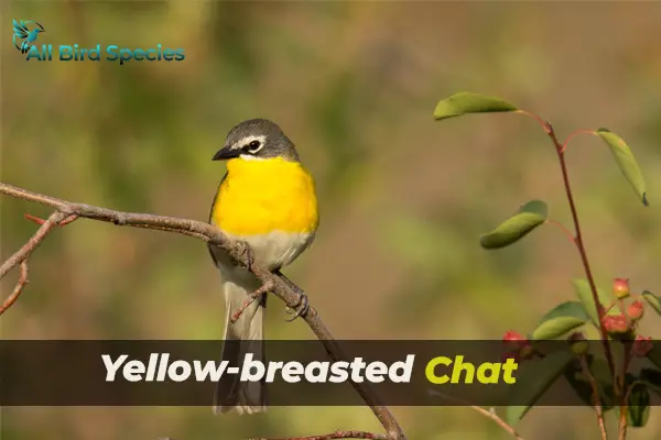 Yellow-breasted Chat