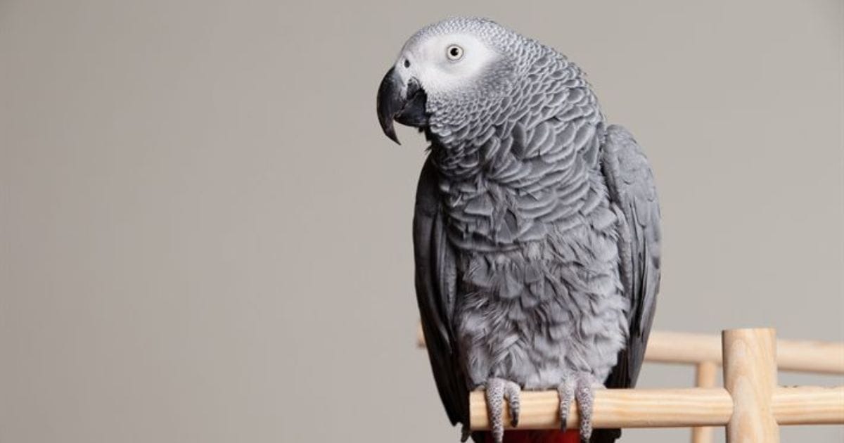 African Grey Parrot