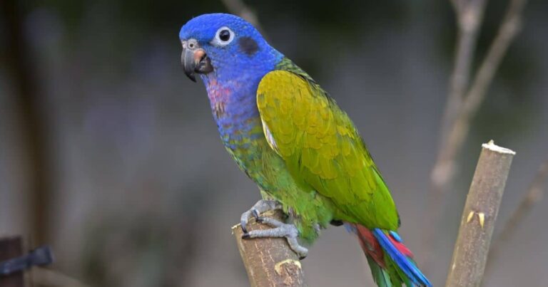 7 Top Blue Parrot Species To Keep as Pets - All Bird Species