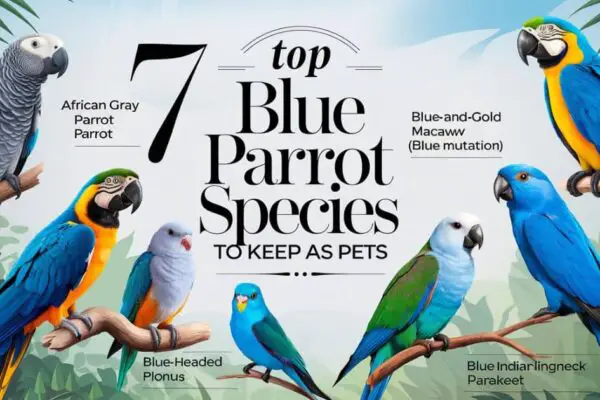 Blue Parrot Species