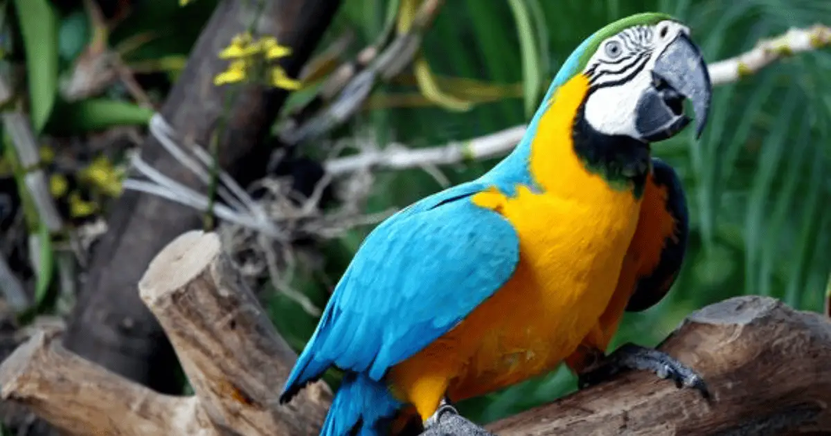 Blue-and-Gold Macaw