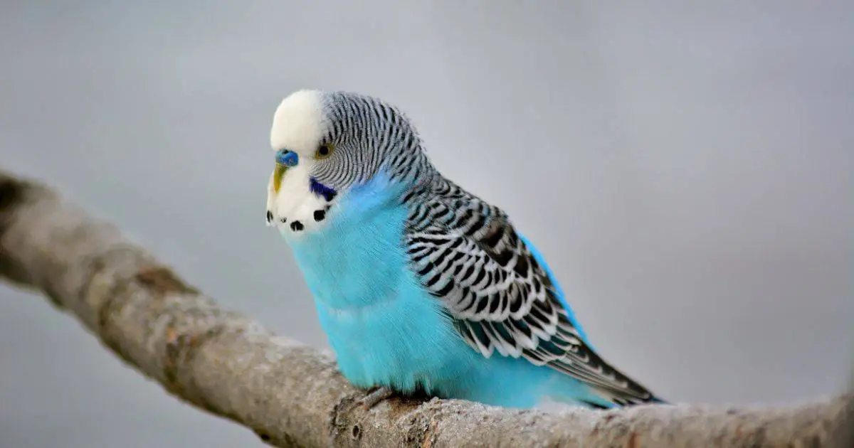 Budgerigar (Blue Mutation)