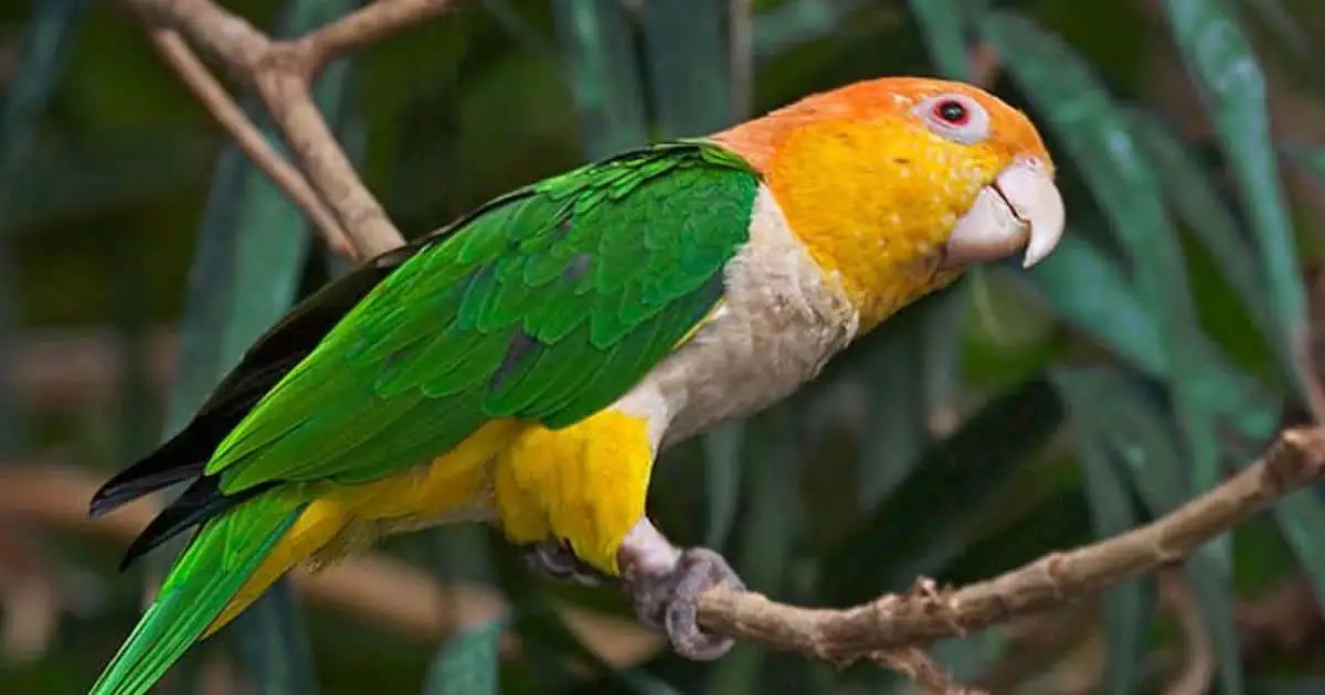 Caique Parrot