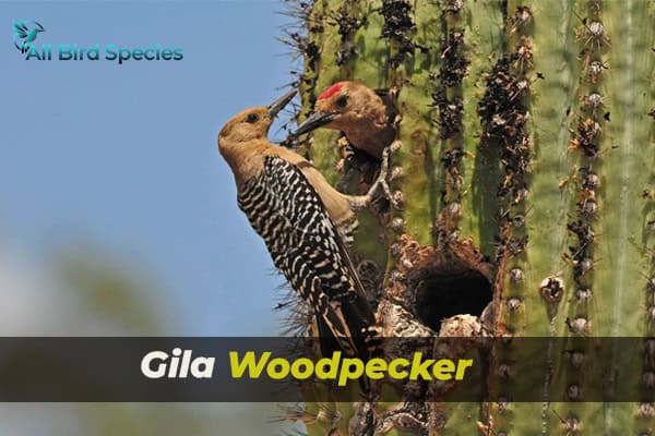 Gila Woodpecker