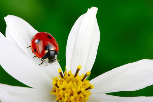 Habitat of Ladybugs