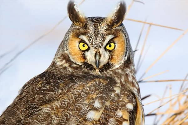 Long-eared Owl