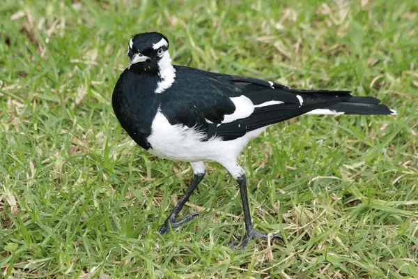 Magpie-Lark