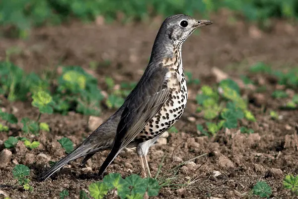 Mistle Thrush