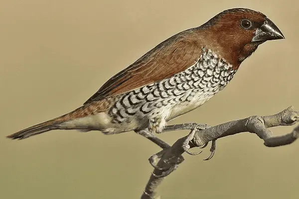 Munia