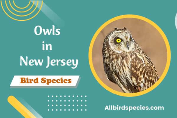 Owls in New Jersey