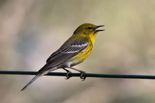 Pine Warbler