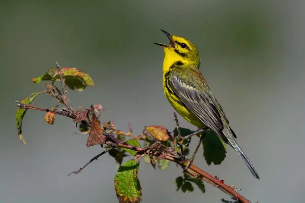 Prairie Warbler