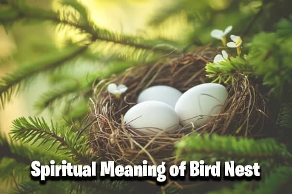 Spiritual Meaning of Bird Nest