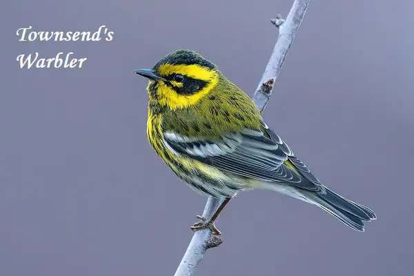 Townsend's Warbler