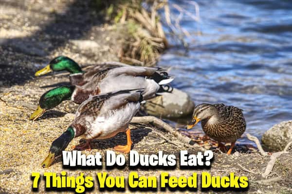 What Do Ducks Eat