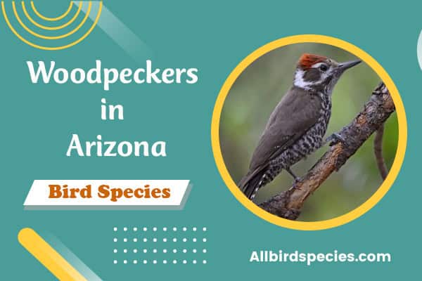 11 Types of Woodpeckers in Arizona (With Pictures)