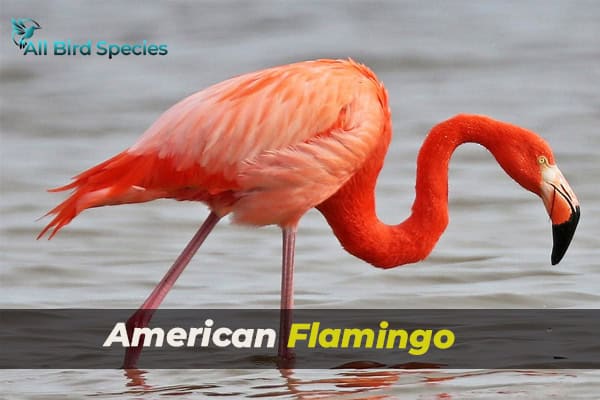 American Flamingo