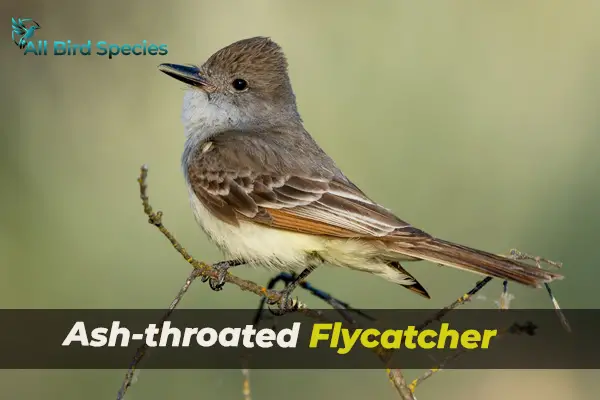 Ash-throated Flycatcher