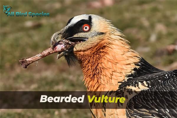 Bearded Vulture